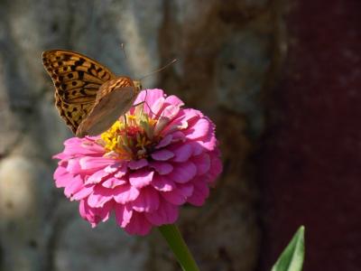 Прикрепленное изображение: DSCN3487.JPG